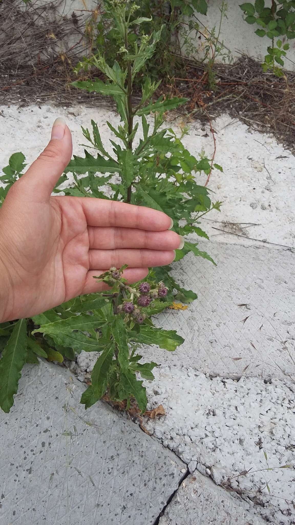 Image of Cirsium arvense var. vestitum Wimmer & Grabowski