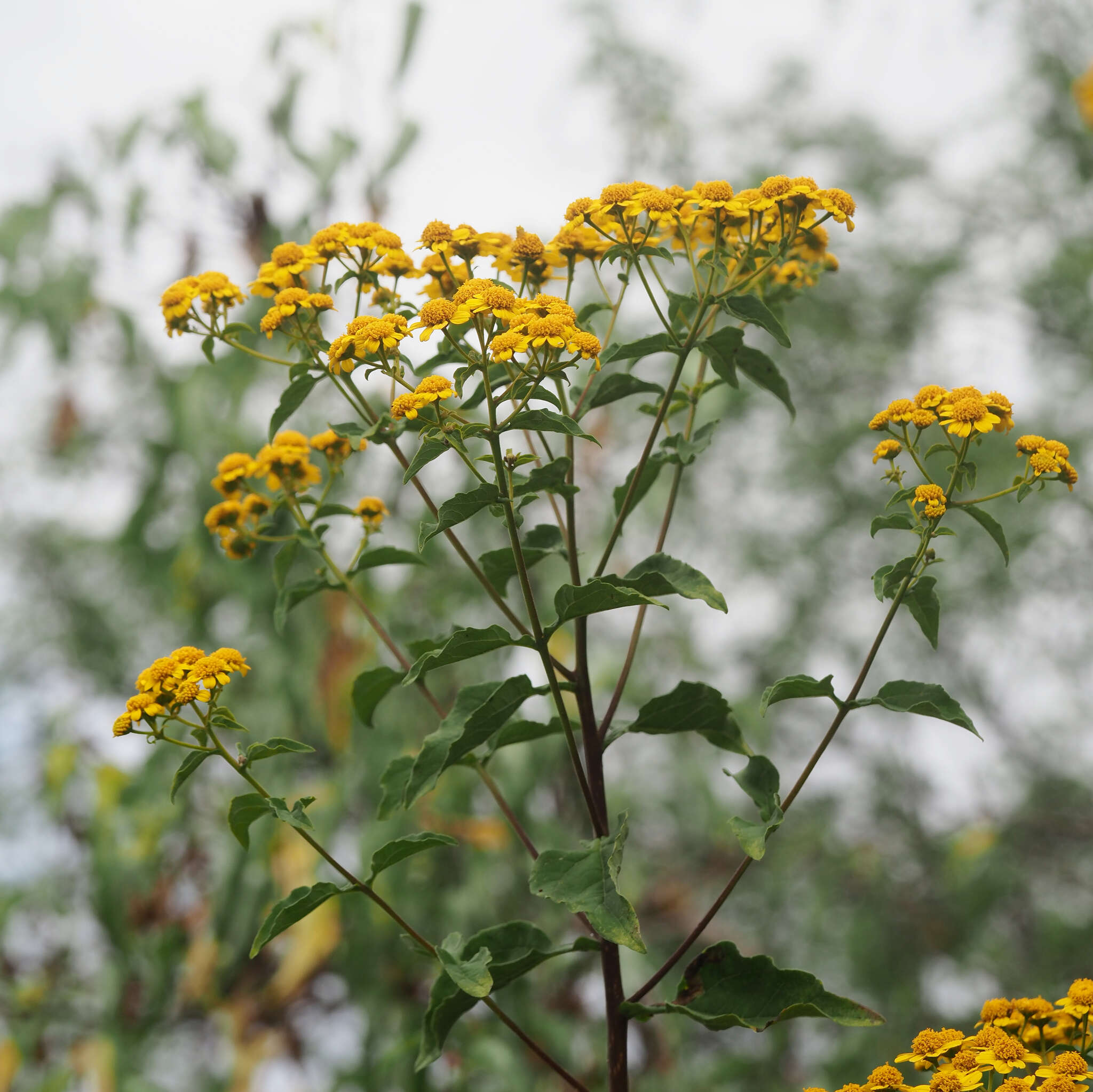 Image of Zaluzania montagnifolia (Sch. Bip.) Sch. Bip.