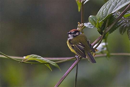 Image of Rufous-crowned Tody-Flycatcher