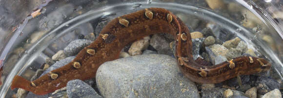 Image of Bracketed blenny