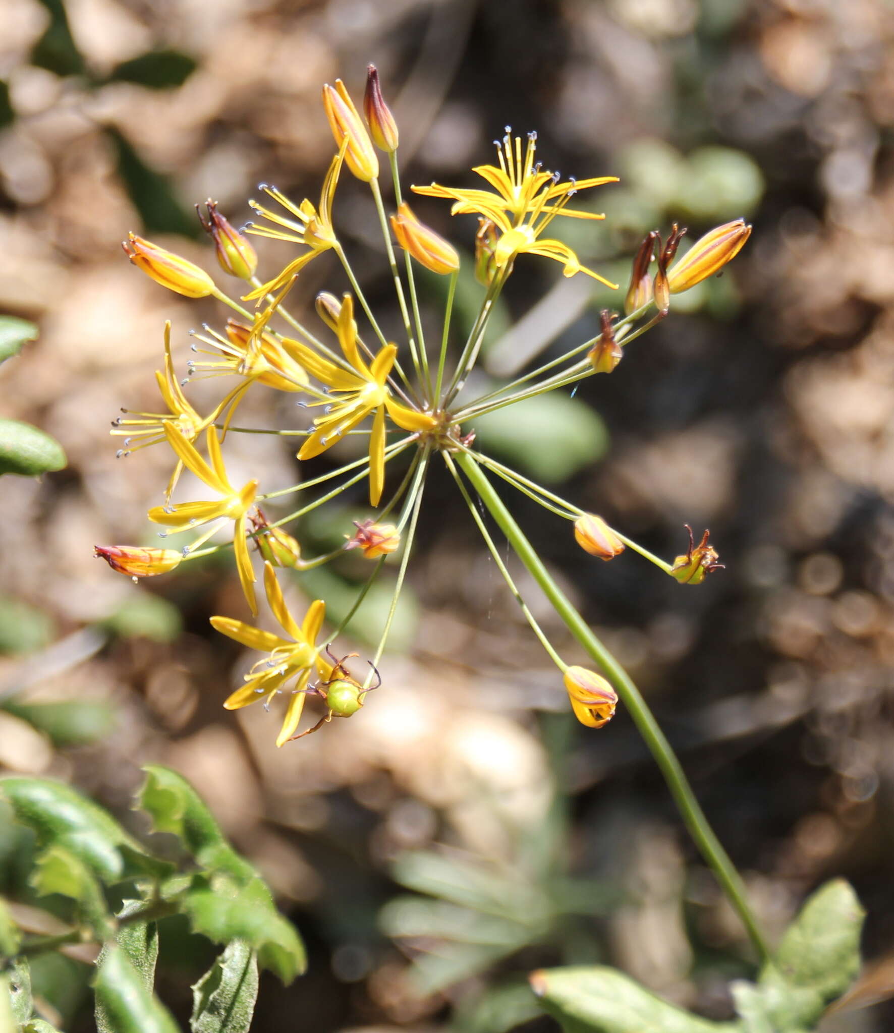 Image of common goldenstar