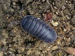 Image of Armadillidium pallasii Brandt 1833