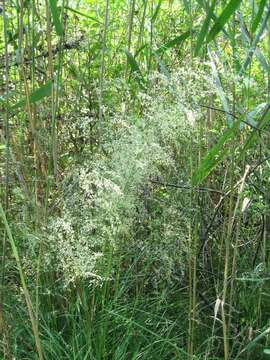 Image of Deschampsia cespitosa subsp. cespitosa