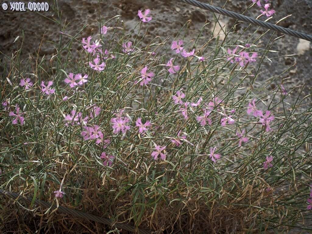 Image of Dianthus pendulus Boiss. & Bl.