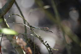 Image of Blue Damselfly