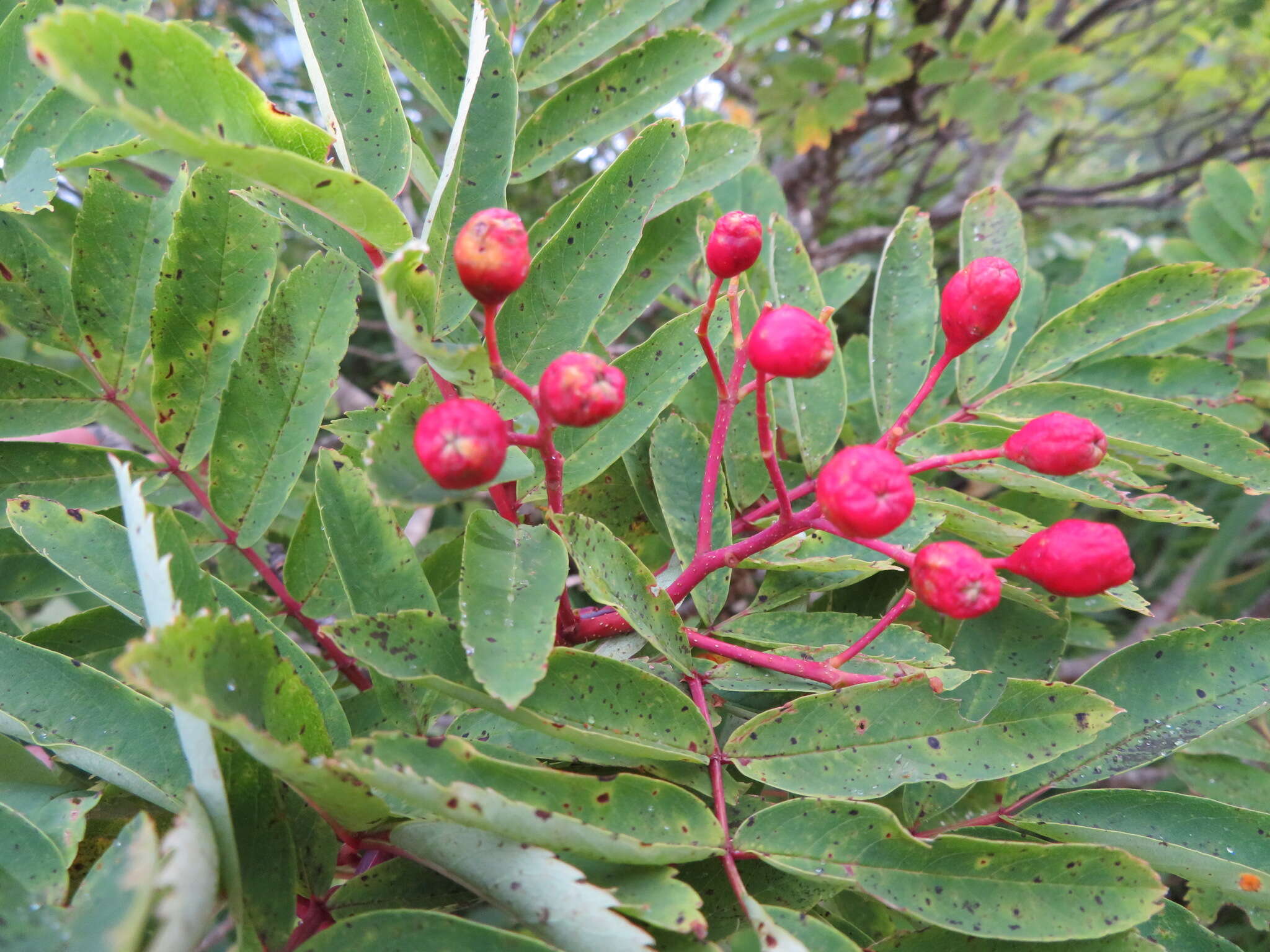 Image of Sorbus matsumurana (Makino) Koehne