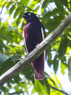 Image of Purple Cotingas