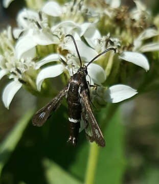 Image of Carmenta albociliata Engelhardt 1925