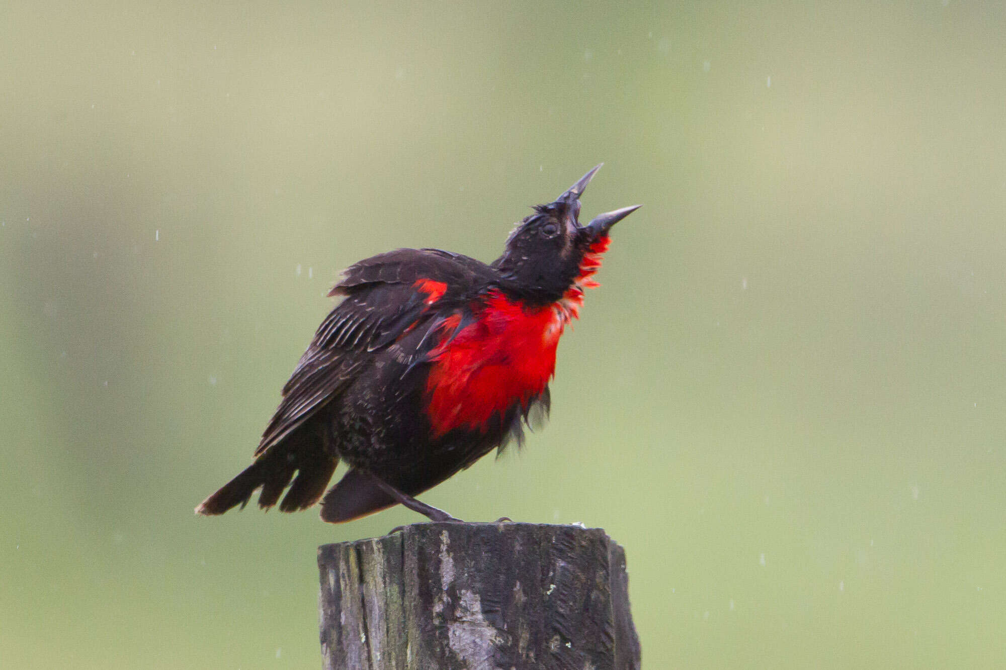 Image of Red-breasted Blackbird