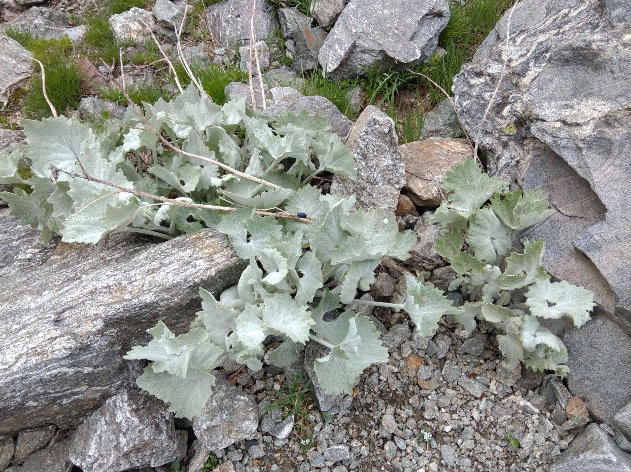 Plancia ëd Adenostyles leucophylla (Willd.) Rchb.