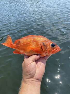 Image of Redfish