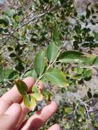 Plancia ëd Ziziphus spina-christi (L.) Desf.