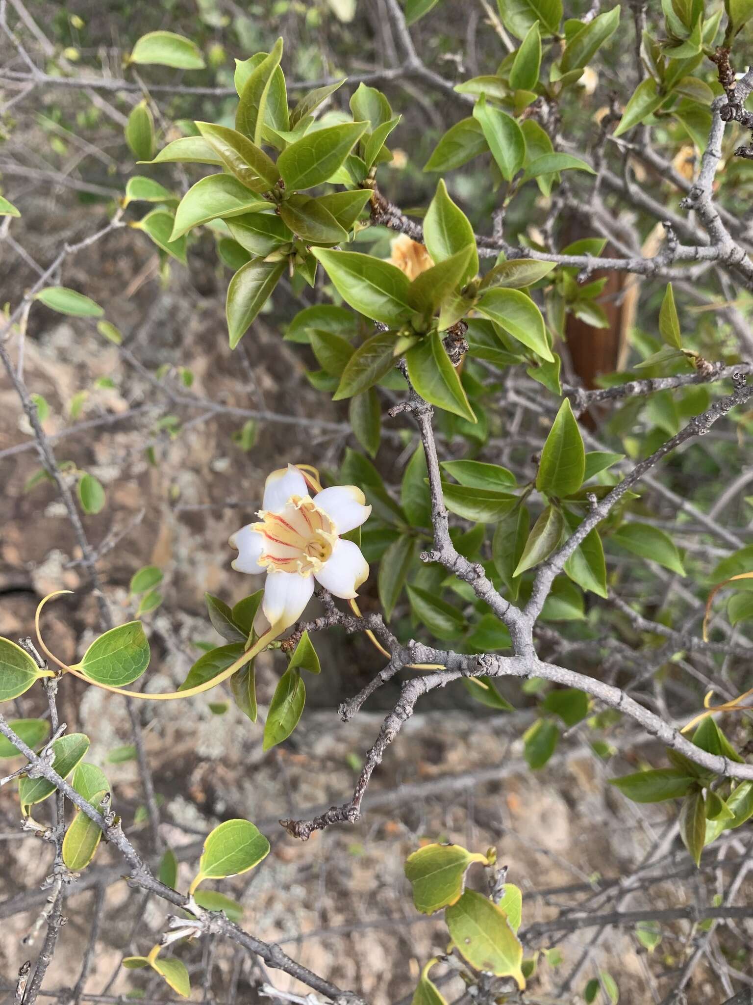 Imagem de Strophanthus petersianus Klotzsch