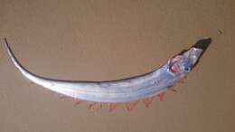 Image of Blackflash ribbonfish