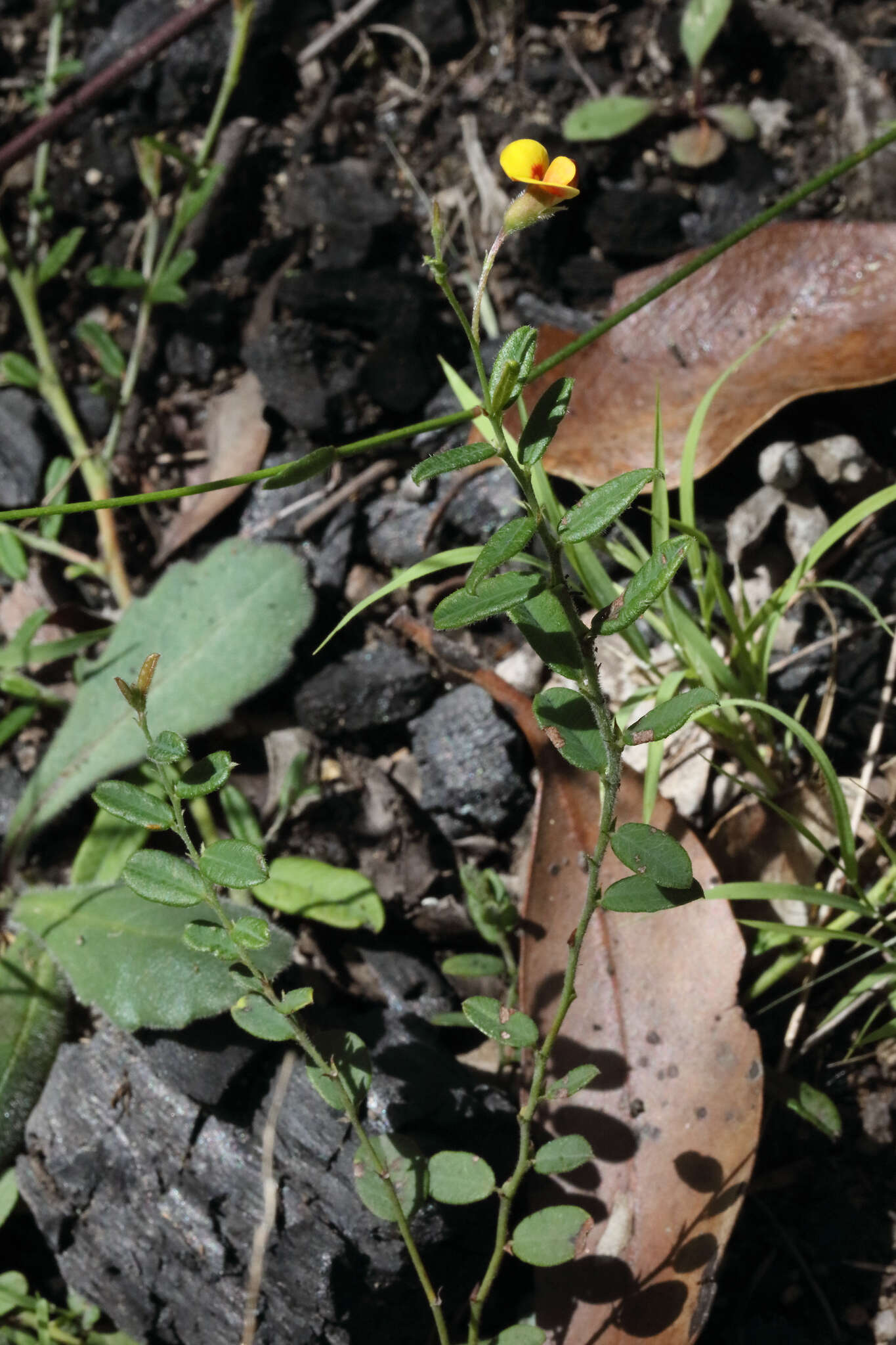 Sivun Bossiaea scortechinii F. Muell. kuva