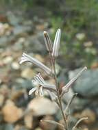 Image of Haworthiopsis scabra var. scabra