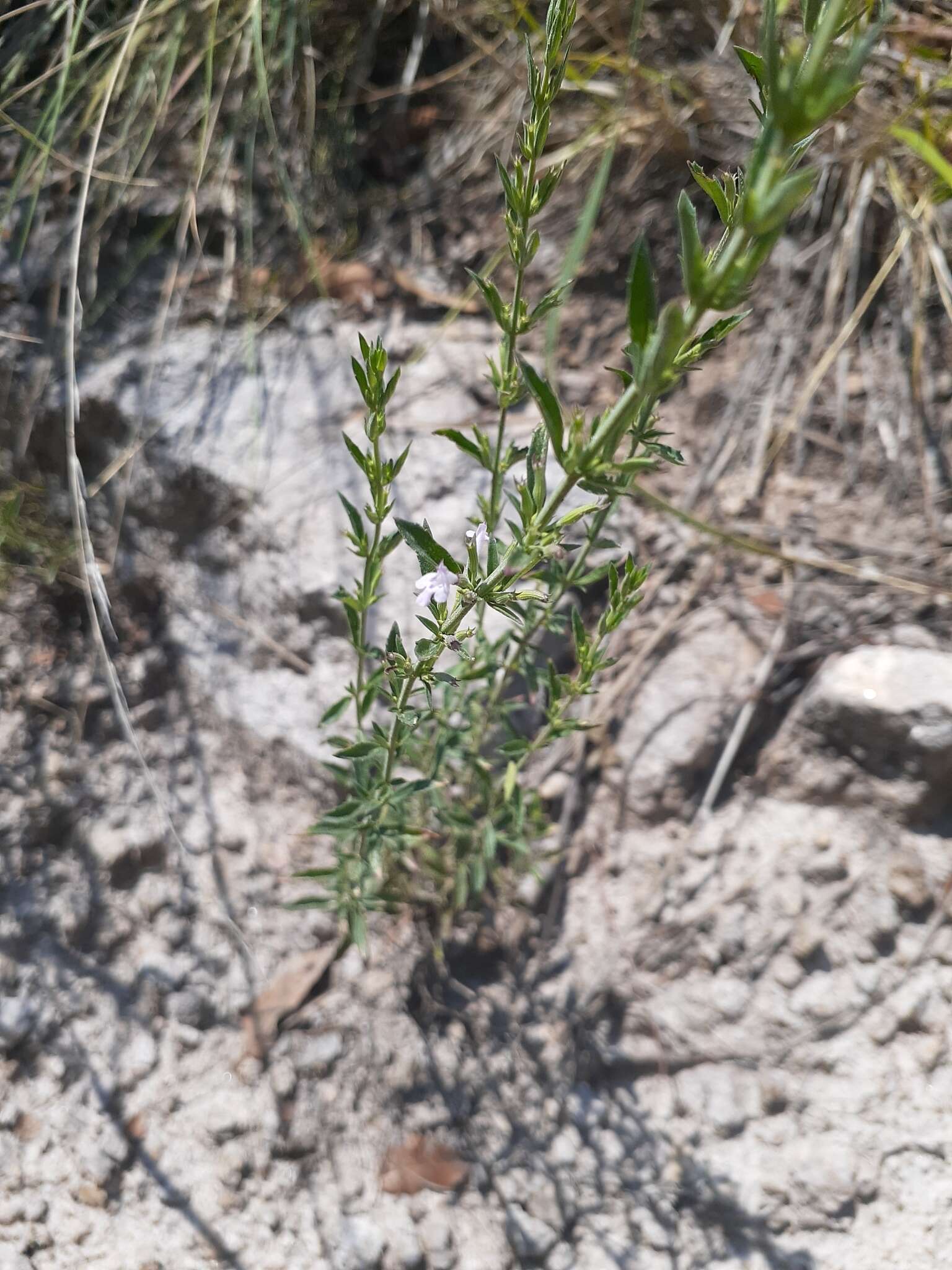 Image of dentate false pennyroyal