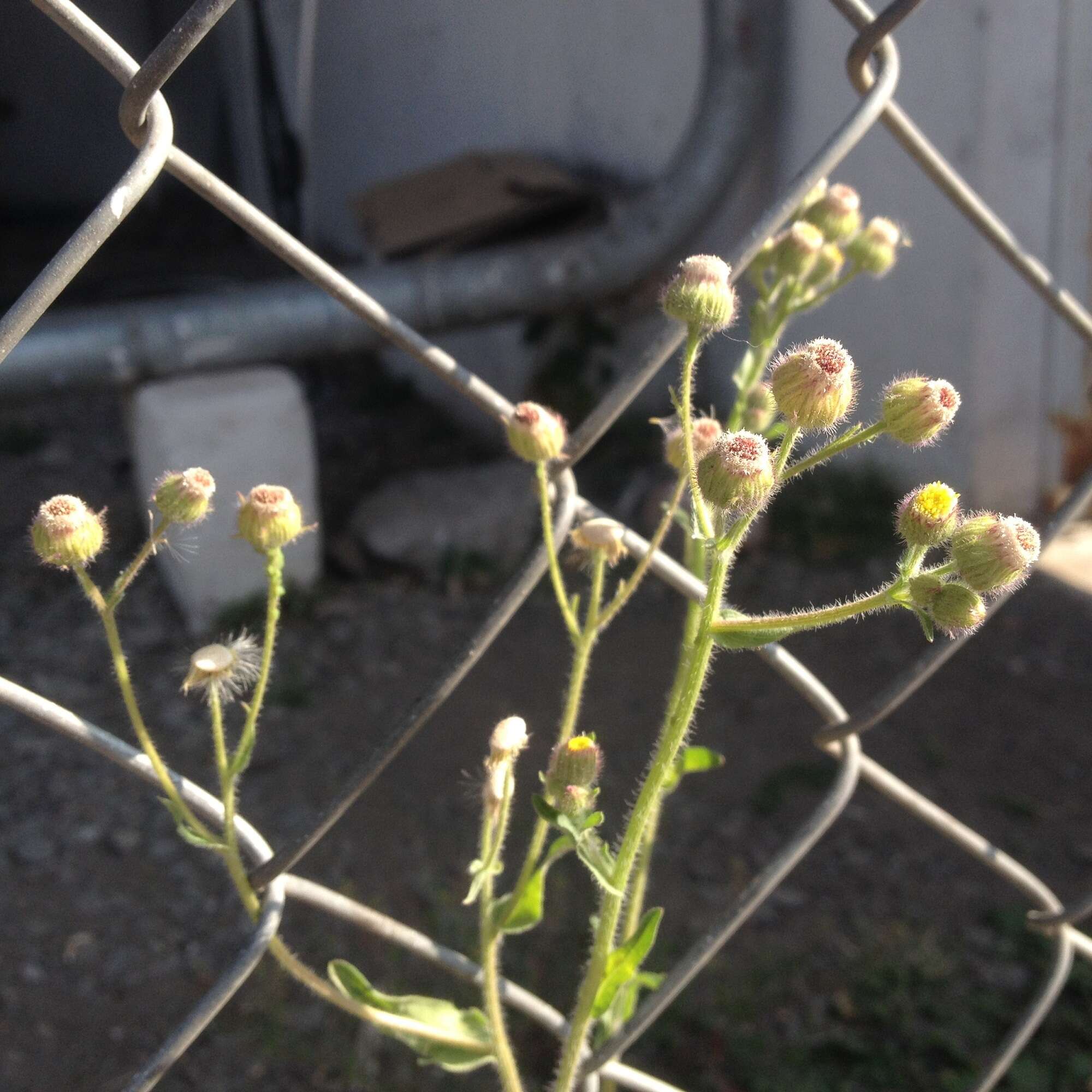 صورة Erigeron variifolius Blake