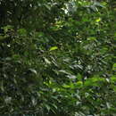 Image of Xanthophyllum flavescens Roxb.