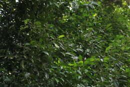 Sivun Xanthophyllum flavescens Roxb. kuva