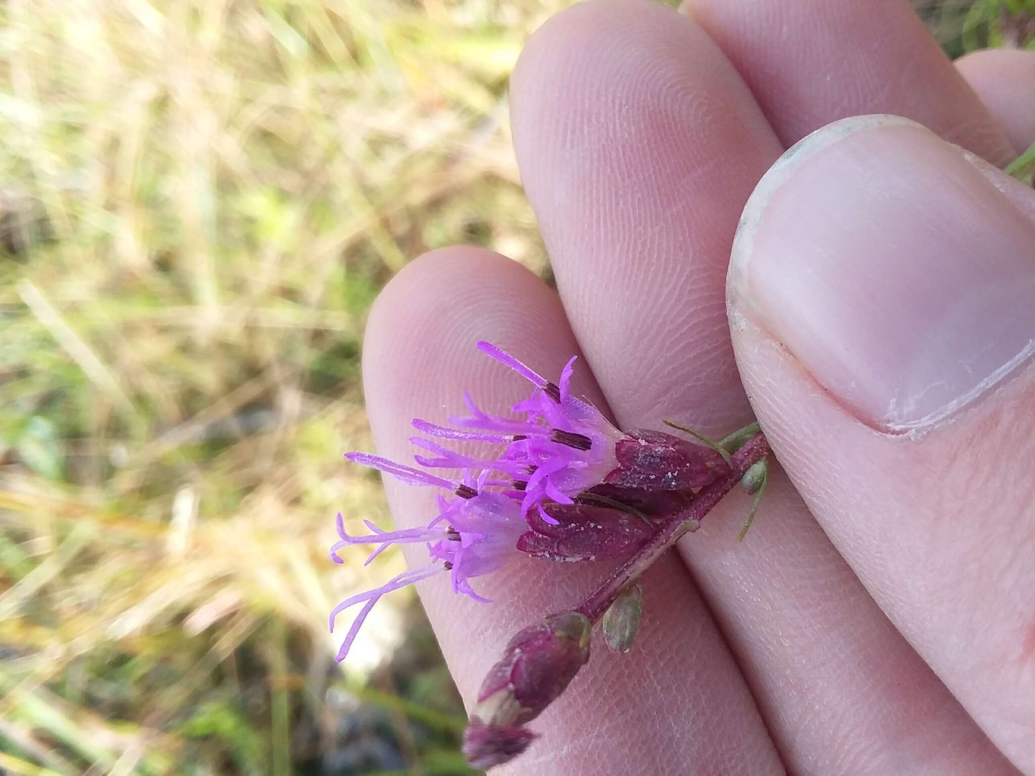 Image of grassleaf gayfeather