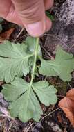 Image of Heracleum ligusticifolium Bieb.