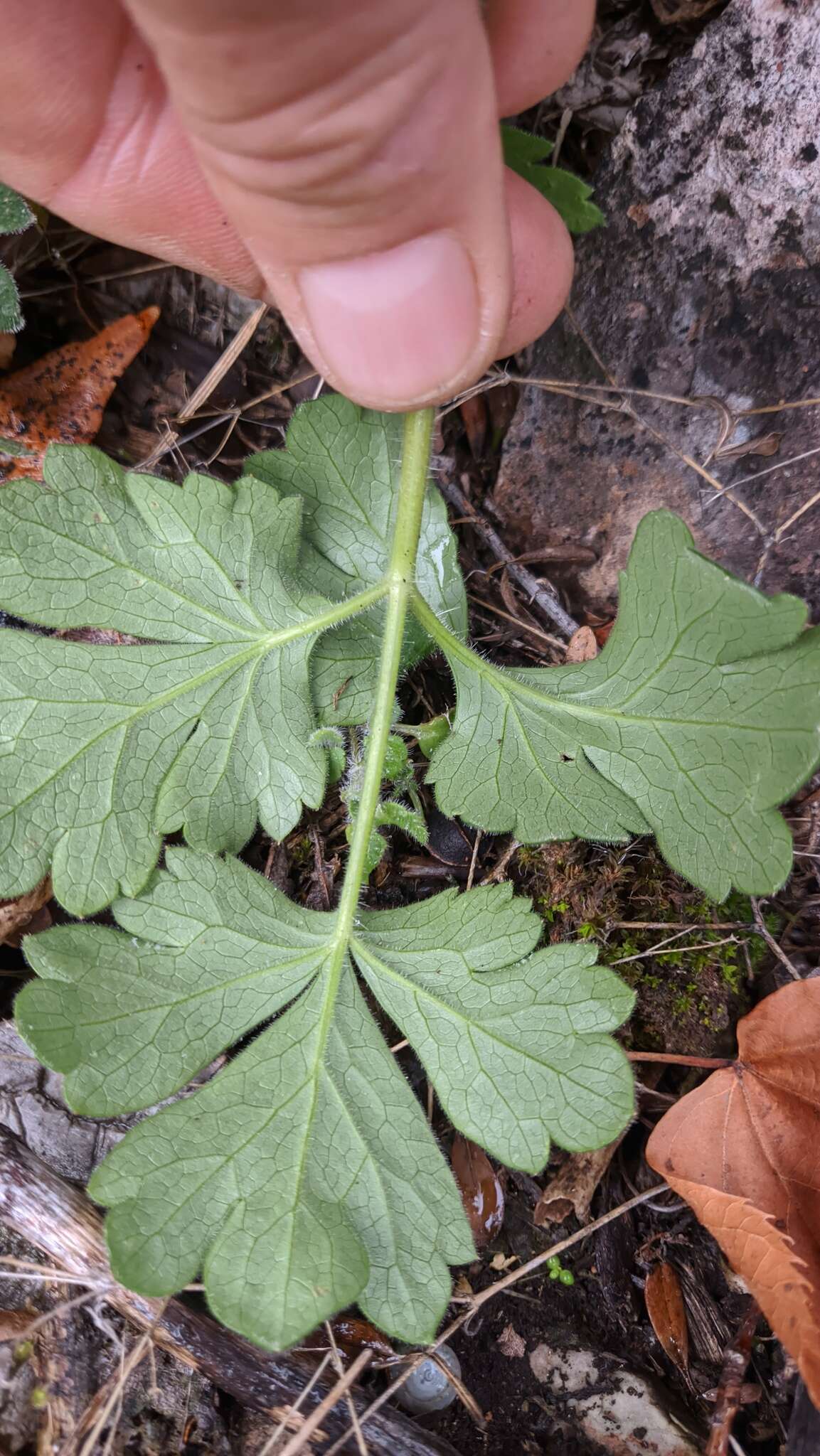 Image de Heracleum ligusticifolium Bieb.