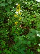 Image of Solidago pacifica Juz.