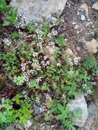 Imagem de Potentilla ancistrifolia Bunge