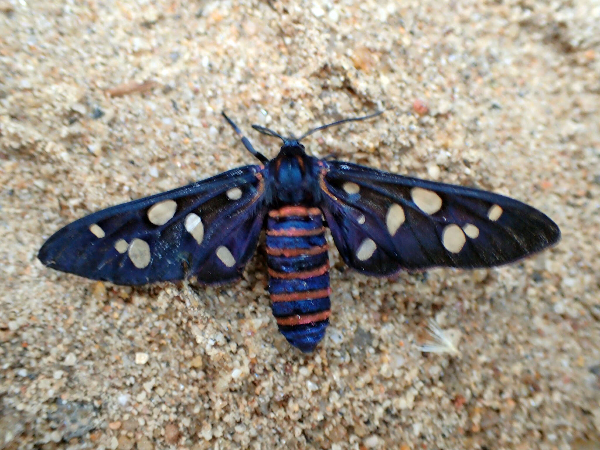 Imagem de Amata passalis Fabricius