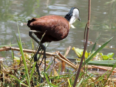 Imagem de Actophilornis Oberholser 1925