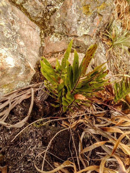 Image of Serpocaulon sessilifolium (Desv.) A. R. Sm.