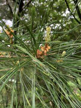 Image of Taiwan White Pine