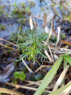 Image of Comb-Leaf Mermaidweed