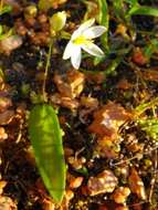 Image of Ornithogalum geniculatum Oberm.