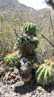 Image de Echinopsis bridgesii subsp. bridgesii