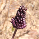 Image of Allium curtum Boiss. & Gaill.