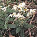 Olearia megalophylla (F. Müll.) F. Müll. resmi