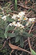 Olearia megalophylla (F. Müll.) F. Müll. resmi