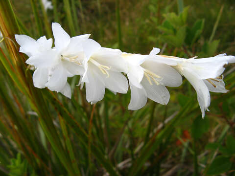 Image of Dierama argyreum L. Bolus