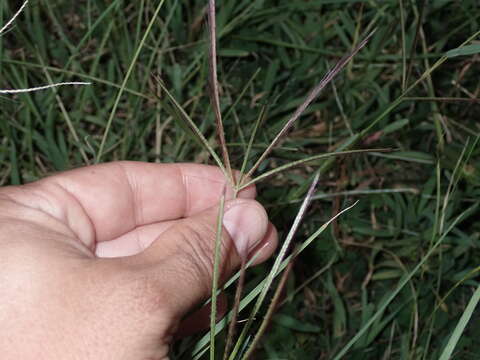 Image of spreading windmill grass