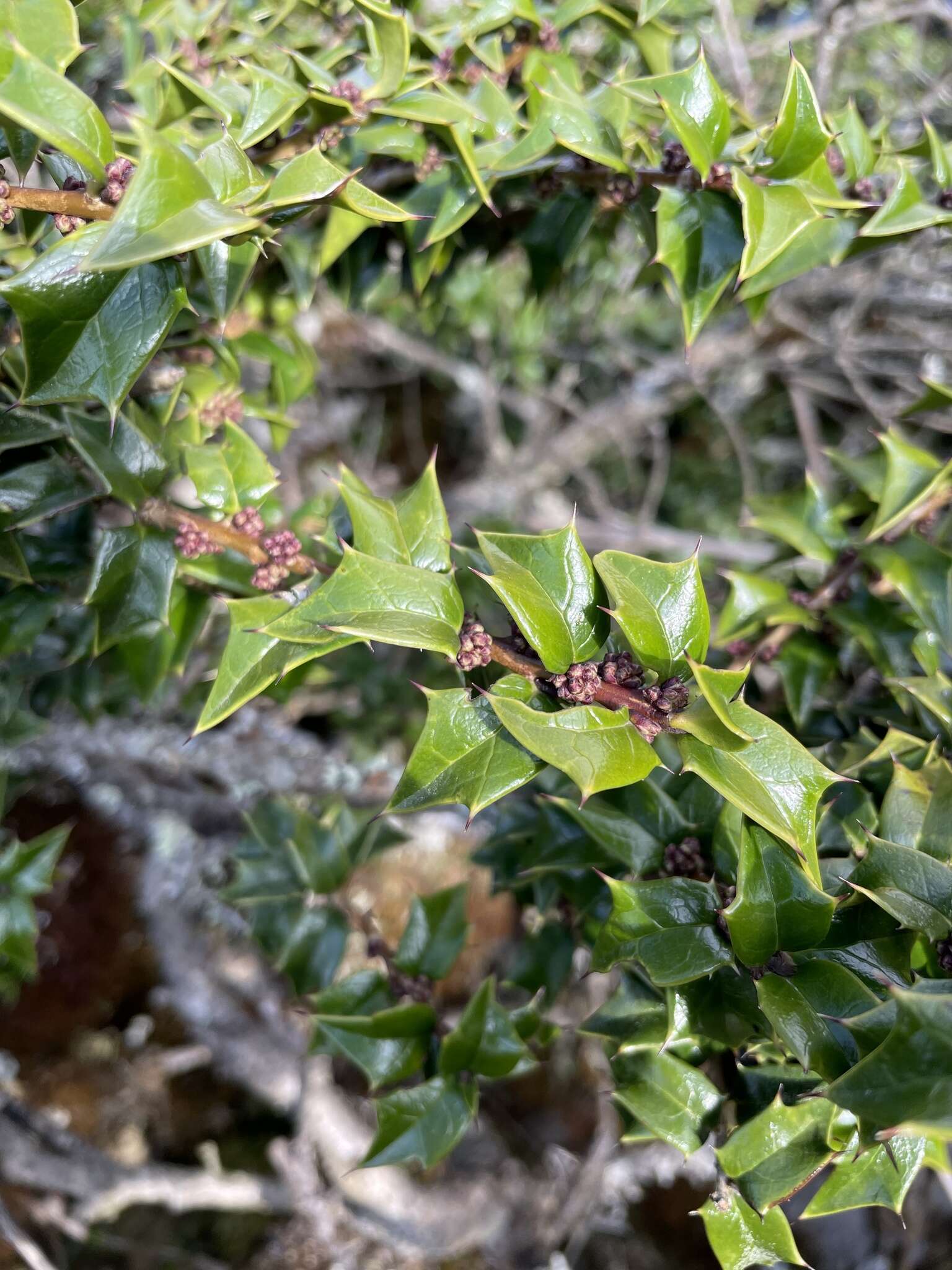 Imagem de Ilex bioritsensis Hayata