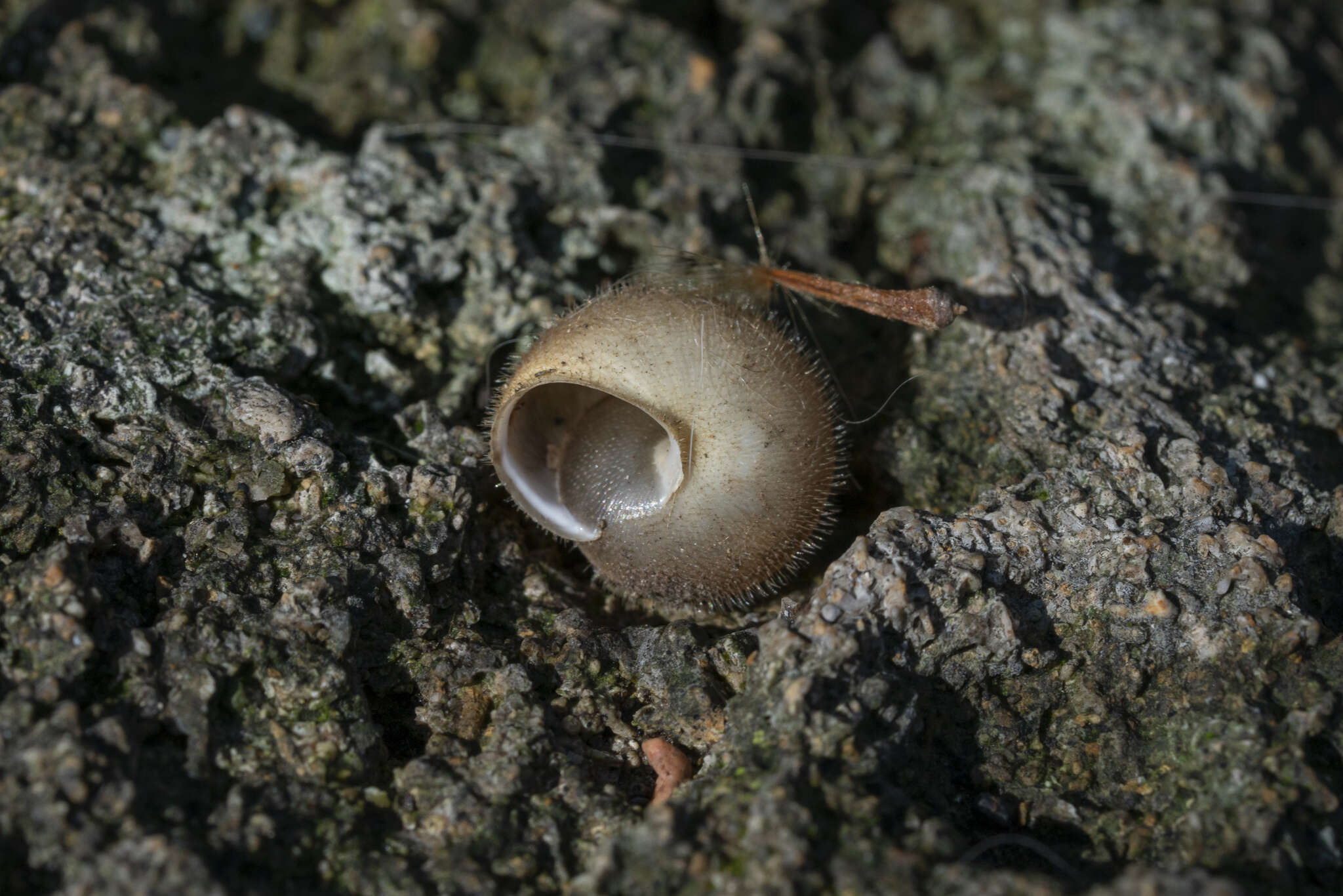 Image of Metafruticicola pellita (A. Férussac 1832)