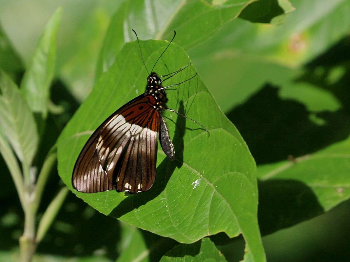 Image of White-banded Swallowtail