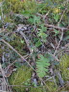 Image of Polypodium interjectum Shivas