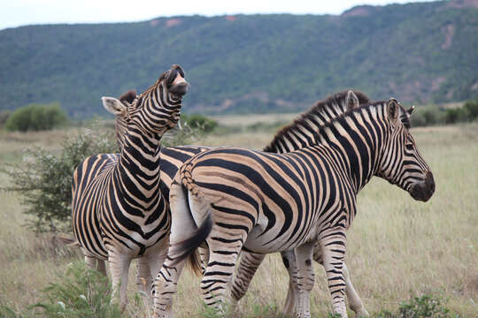 Image of zebra