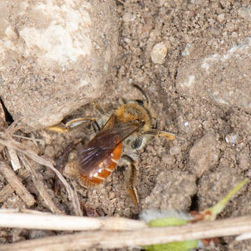 Imagem de Andrena andrenoides (Cresson 1878)