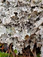 Image of ragged lichen