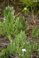 Image of Sempervivum caucasicum Rupr. ex Boiss.