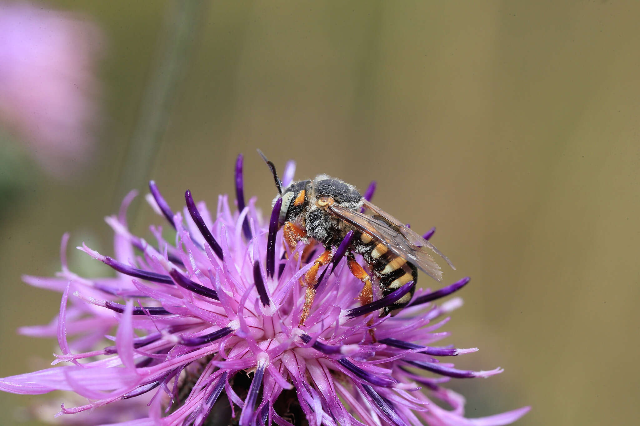 Image de Icteranthidium laterale (Latreille 1809)